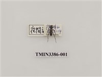 藏品(高砂刺鬚虎天牛)的圖片